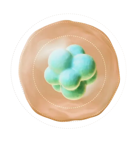 Glycation